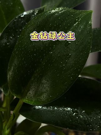 室内颜值担当——金钻绿公主!  家人们,想给室内增添生机吗?金钻绿公主绝对是不二之选!  它叶片宽厚油亮,像被精心打磨的绿宝石,自带高级感,往家里一摆,格调瞬间提升。  不仅好看,还超“贴心”。在净化空气方面实力满满,吸收有害气体不在话下,默默守护室内空气质量,让家人呼吸更健康。  而且它“皮实”好养,对光照和水分要求不苛刻,哪怕工作忙碌”、没太多精力照顾植物的朋友,也能轻松驾驭! #金钻绿公主 #室内绿植 #空气净化 #好养绿植