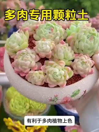 #多肉 就用#多肉颗粒土 #多肉养护