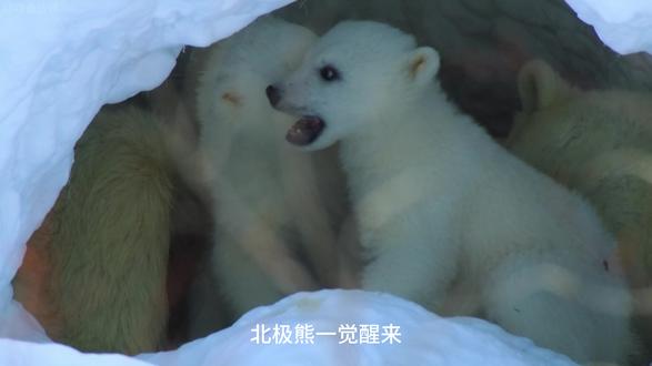 单亲北极熊妈妈独自带娃的艰辛 #动物世界 #北极熊