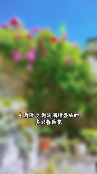 #自家小院 自家庭院蔷薇花开