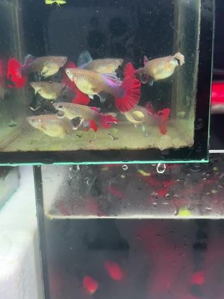 超美孔雀鱼装点你的水族世界! 想养好孔雀鱼?这几点一定要注意!#水族#观赏鱼#孔雀鱼#鱼粮#空气缸