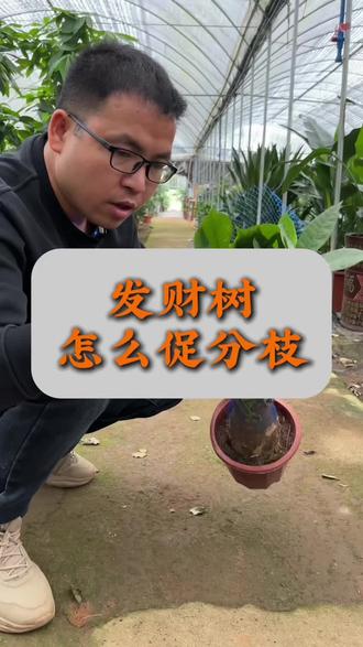 发财树叶片发黄、叶片掉落怎么办 #盆栽发财树 #发财树种植管理 #室内盆栽 #花卉绿植 #发财树养护