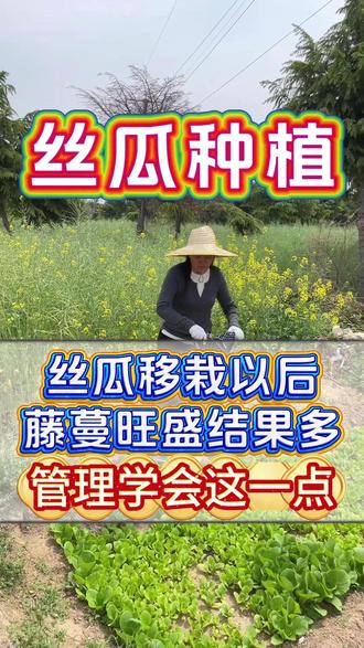 丝瓜移栽以后藤蔓旺盛结果多管理学会这一点 #丝瓜种植#种丝瓜#丝瓜种植技术#丝瓜管理 #农业种植