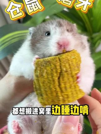 千万别怪鼠鼠不停的啃笼子,可能是因为它需要磨牙了!#金丝熊 #仓鼠 #萌宠好物 #养鼠日常分享 #仓鼠磨牙