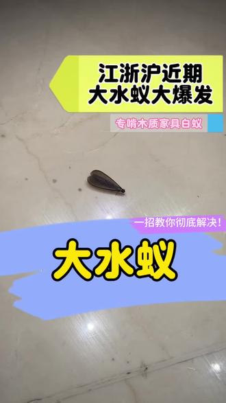 江浙沪地区大水蚁大爆发! 上海最近是不是满天飞的飞蚁?
这种飞蚁就是台湾乳白蚁繁殖蚁,俗称大水蚁。专挑雨后闷热的傍晚18—21点成群出没,趋光性特别强,路灯下、小区楼道、居民家里到处都是,高层也躲不过。
千万别当普通小飞虫!它是无牙老虎、房屋隐形杀手,不咬人,但会悄悄蛀空木地板、门框、衣柜、墙体,隐蔽繁殖,等你发现时往往损失惨重。
家中一旦发现,立即关闭门窗,配合大水蚁杀虫剂,在门窗缝隙、虫子出没位置喷洒,能有效阻断入侵。药剂温和,有娃有宠也能放心使用!#大水蚁 #大水蚁满天飞 #涨水蛾 #大水蚁怎么消灭 #大水蚁来了