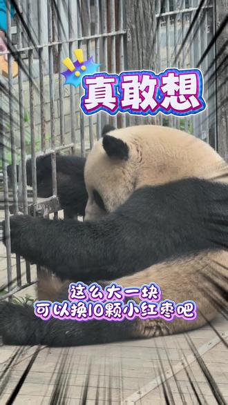 一个敢想一个敢编 单纯王和亲爹配合默契
#熊猫段子 #分享萌宠大熊猫 #大熊猫萌二 #黄连奶爸和萌二 #搞笑视频 cr:@白小楠杂货铺 @快乐小二