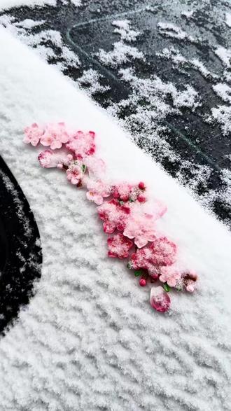 超酷汽车创意网红尾标桃花贴,3D立体装饰你的爱车!
#创意摆件 #网红汽车用品 #创意汽车装饰 #汽车内饰 #汽车尾标贴