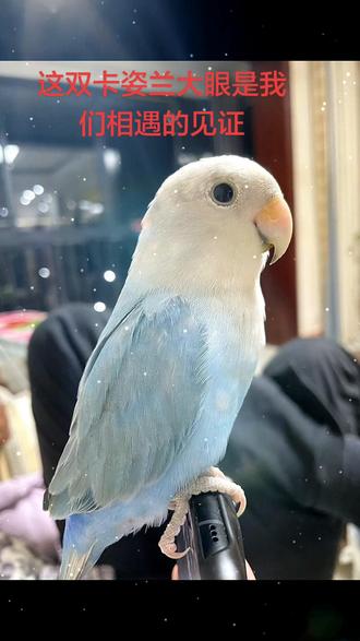 有小叽的晒晒,让我看看你们的都长啥样#牡丹鹦鹉