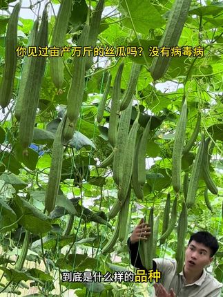 你见过亩产万斤的丝瓜吗?没有病毒病#丝瓜 #丝瓜络 #丝瓜种植