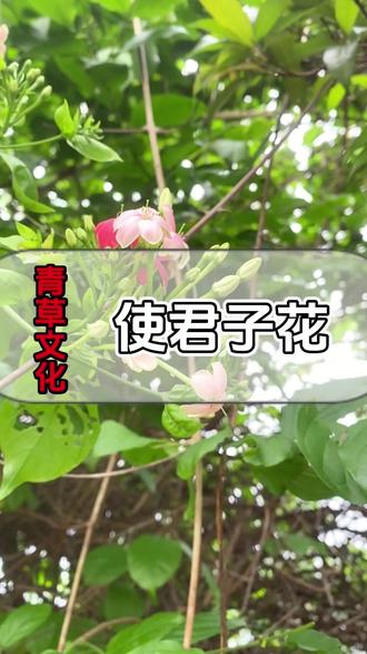 使君子花你认识吗? #潮汕 #青草 #大自然的馈赠