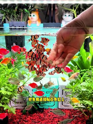 每天投喂红线虫把小鱼吃成小肥猪,活饵冻干水蚯蚓,拿手直接喂也能贴在鱼缸上喂。#鱼粮 #养鱼日记 #水蚯蚓
