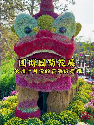 园博园的菊花花展!这也太美了吧!#大自然美景 #治愈心情 #沧州菊花展 #园博园 #这么近那么美周末到河北