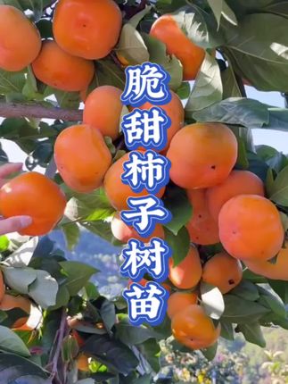 家人们推荐种植这个脆甜柿子树苗~树苗都是基地精心培育的~耐寒耐旱~管理省心~小院地栽阳台盆栽不占地方~果子成熟时又好看又能吃~成熟后个头大~直接从树上摘下来就可以直接吃~你也种起来吧#柿子树#脆甜柿子树苗#果树种植 #抖音助农