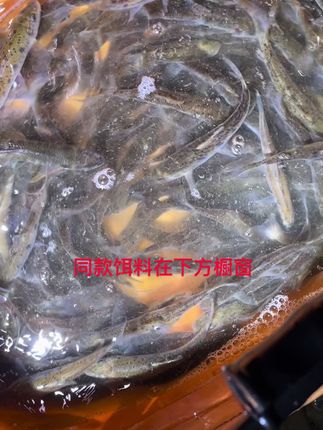 #钓鱼 #钓鱼 太爽了,一直双尾连竿。