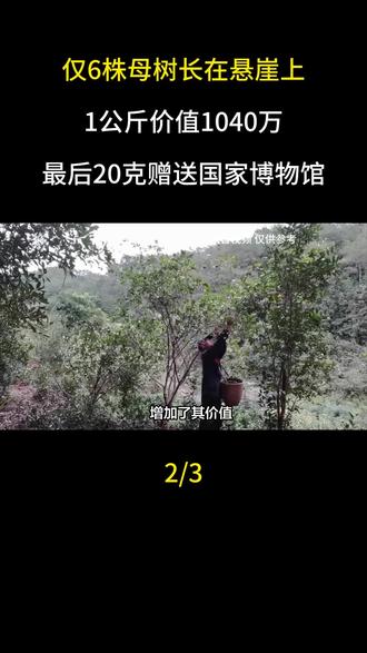 仅6株母树长在悬崖上,1公斤价值1040万,最后20克赠送国家博物馆