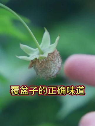 正宗千岛湖覆盆子的正确味道#覆盆子#覆盆子泡水喝的正确方法#覆盘子#覆盆子茶#中草药