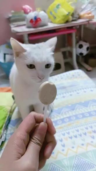 #记录猫咪日常 奶香味的棒棒糖猫都想吃😀😀