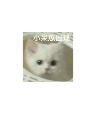 小动物课的课程答疑 #板绘 #绘画 #绘画干货 #绘画教学 #紫松鼠的小动物