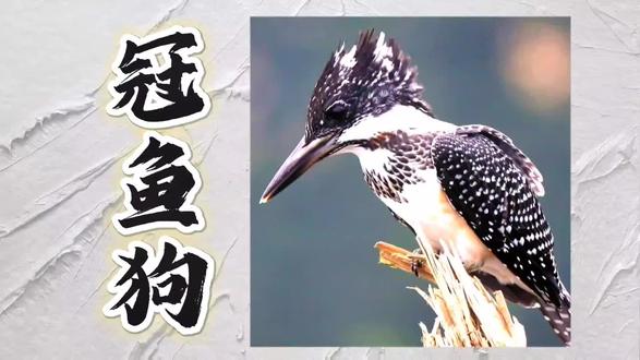 原创摄影,科普知识讲解#看动物世界品百味人生