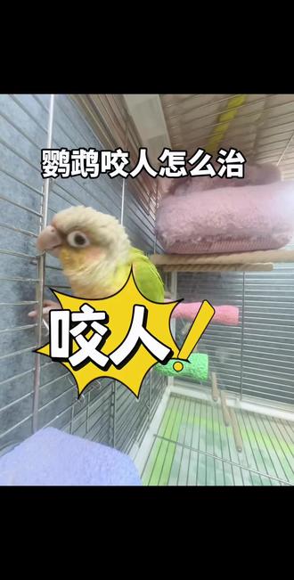 小太阳反野咬人怎么办,分分钟搞定!#小太阳#鹦鹉#鹦鹉咬人#鹦鹉训练 #鹦鹉亲人
