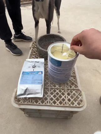 喂狗的时候放点羊奶粉既可以补充营养奶香味还可以增加狗狗的食欲#灵缇犬格力犬惠比特 #喂狗 #新手养狗 #幼犬 #狗狗用品