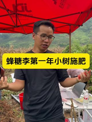 系统讲一下蜂糖李第一年小树的施肥!#六马蜂糖李种植 #蜂糖李 #返乡创业青年