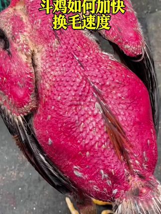 斗鸡如何加快换毛速度#斗鸡爱好者 #斗鸡养殖技术
