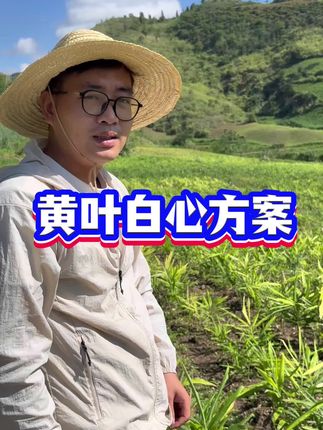 黄叶白心处理方案#生姜 #生姜种植 #生姜种植技术