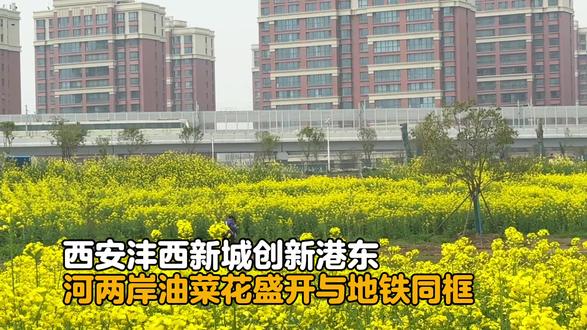 西安创新港油菜花盛开:地铁直达,河两岸金色花海,河里鸭群戏水 2026年3月25日,西安西咸新区沣西新城创新港,新河两岸的油菜花正肆意盛放,连片成海、金浪翻滚。澄澈的河水中,鸭子与白鹅自在嬉戏、漾起圈圈涟漪,不远处地铁缓缓驶过,轻掠这片金色花田,将春日的灵动与生机尽数承载。眼前的景致,既有田埂花海的淳朴乡土气息,又藏着地铁穿城的现代都市格调,这份独特的春日交融之美,吸引了众多市民与游客专程搭乘地铁前来,定格这份专属春日的浪漫与惬意。