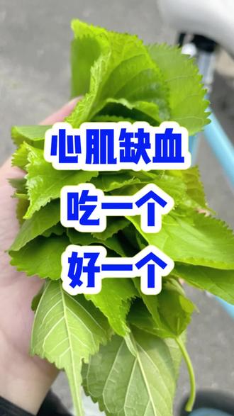 心肌缺血,桑叶加一物坚持喝