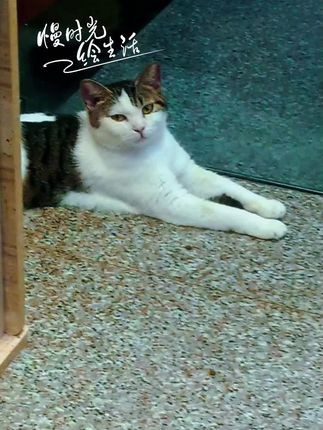 #这么可爱的小猫咪 猫咪 很向往你的生活
