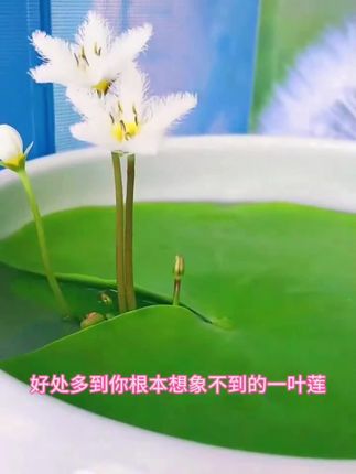 #一叶莲 #水培植物#鱼缸的大自然 #爱养花爱分享