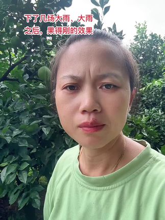 果子上糖转色喽!抓紧防果实蝇针蜂!视频同款果得刚瓜果实蝇诱粘剂,强力诱捕果实蝇针蜂等!雌雄双杀!喷一次可管半年之久!需要点视频下面小黄车下单#三农种植 #果树管理 #防虫小妙招 #果园管理 #柑橘种植 @抖音创作小助手 @DOU+小助手