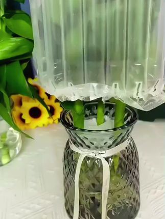 厨房、客厅、办公桌上摆两盆,真的是美观又养眼,而且净化空气#观音竹 #绿植 #花卉绿植 #摆件