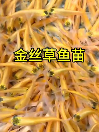 #水产养殖技术 #每日分享 #好货推荐 #水产养殖 #新农人计划 金丝草鱼苗