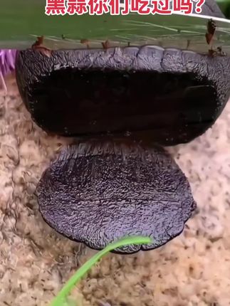 有喜欢吃黑蒜的看过来,这款黑蒜真的很好吃,没有异味,煲汤味道鲜美,吃过的人都知道,快来试试吧!#黑蒜 #黑蒜煲汤的功效 #强烈推荐 #滋补佳品 #这也太好吃了