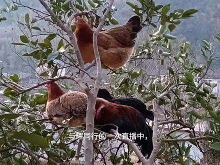 董宇辉说鸡上树睡觉该不该被骂#农村生活日常 #农村散养土鸡 #新农人计划