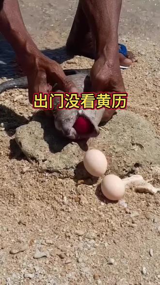 出门没看黄历 海鳗这是出门没看黄历#赶海捕鱼#赶海奇遇#抓鱼摸虾#渔民生活#万万没想到 @京东家电家居采销团 #呼声高的AI新品尽在京东