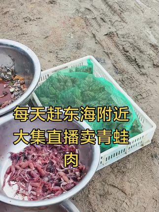 每天赶东海附近大集直播卖青蛙肉#青蛙肉#美食#赶大集#稻田蛙#田鸡