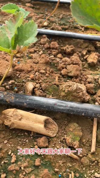 草莓红中柱的发生原因