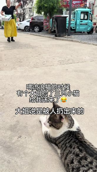 天天提醒自己别捡流浪猫…还是没克制住😩这可是你自己到我手里的🌝没人要你我要!!收编收编!#流浪猫救助 #流浪猫领养 #小奶猫的成长日记 #流浪猫变家猫 #流浪猫逆袭