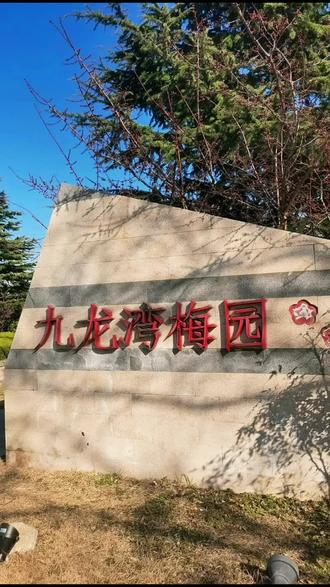 九龙湾梅园的花儿都开了