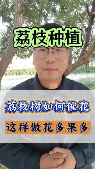 荔枝如何催花促花,明才能开花多坐果多#荔枝种植 #荔枝管理 #荔枝 #花芽分化