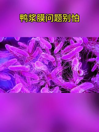 #养鸭人#肉鸭养殖#番鸭养殖#养鸭技术指导#麻鸭养殖