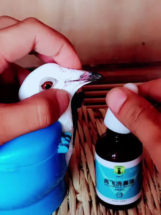 #鸽子 #养鸽人 #信鸽赛鸽 #信鸽 #信鸽赛鸽