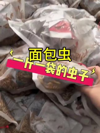#面包虫 一袋1.1斤,有6000多条鲜活面包虫黄粉虫。#黄粉虫 #面包虫养殖 #黄粉虫养殖