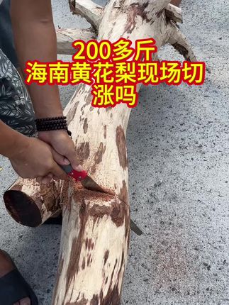 200多斤 海南黄花梨现场切 涨吗#手工匠人 #原木 #木雕工艺品 #上热门🔥 #海南黄花梨