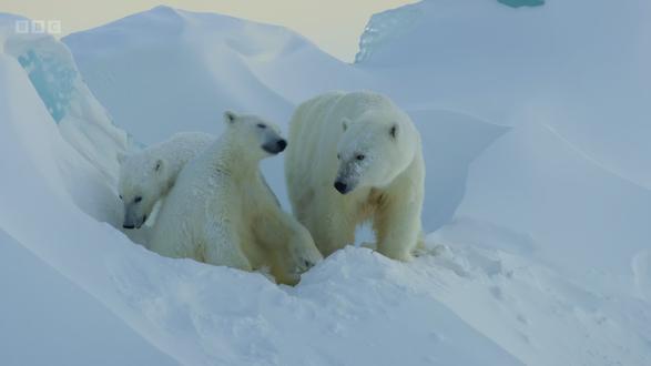 被渣熊抛弃,北极熊妈妈如何独自抚养幼仔 #动物世界 #动物视频解说 #北极熊一家三口