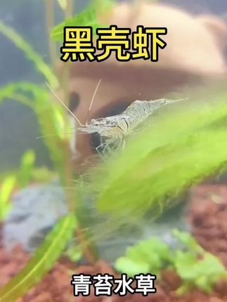 如果你也在为鱼缸除凜发愁,不妨试试黑壳虾,真的会给你惊喜!#黑壳虾#鱼缸除藻#鱼缸里的大自然 #除藻虾#生态鱼缸