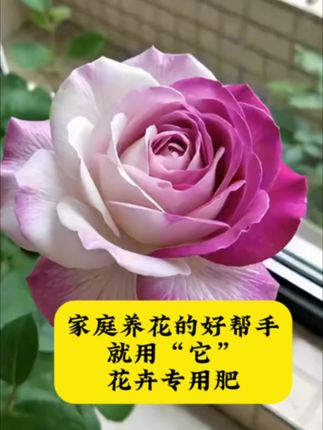 #花卉种植#绿植盆栽 #家庭养花#土壤改良剂